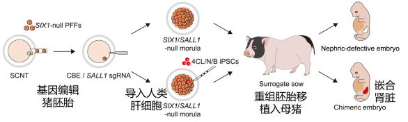 猪身上长出“人的肾脏”：中国科学家做到了