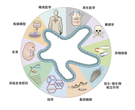 猪身上长出“人的肾脏”：中国科学家做到了