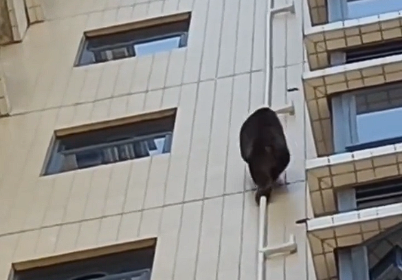 广东惊现猩猩爬居民楼 物业回应：国二动物、没抓住