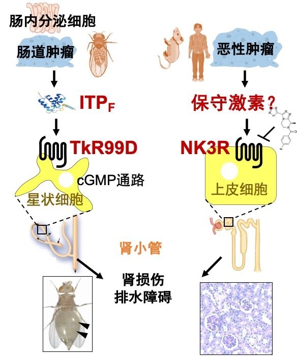 中国科学家发现全新激素：改写高中生物课本