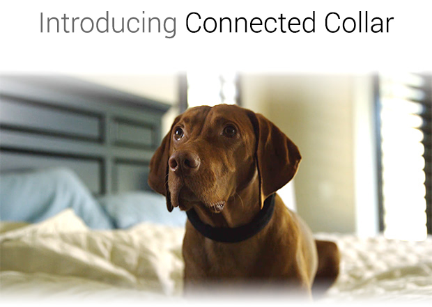 智能狗狗项圈Connected Collar  可训练体检防丢