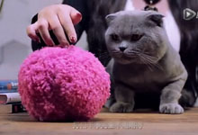一只会打扫屋子的小绒球！确定不是小猫小狗的新玩具？