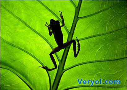 无国界的生命美丽年度大赏