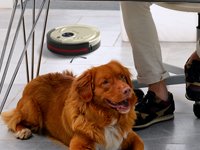 专门针对宠物设计 Bobsweep扫地机器人