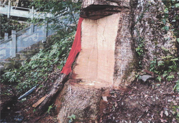 2600岁古楠木王被盗割、11人被判刑:已安排专人看护