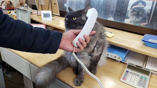 猫师傅、你是干什么工作的?
