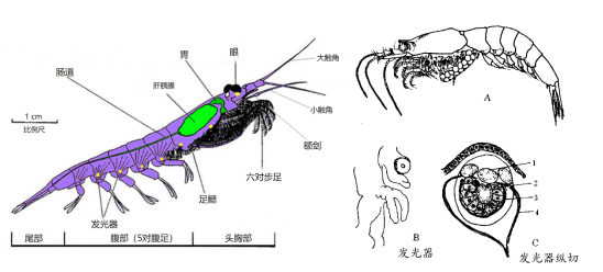 夜光水母夜光猪 为何还有夜光虾？