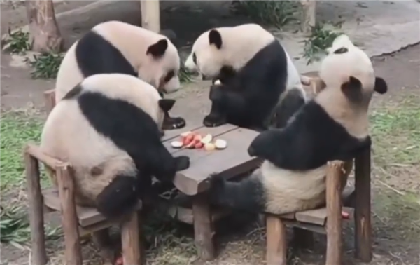 招聘大熊猫饲养员数百份简历零录取：看似简单、实际很难
