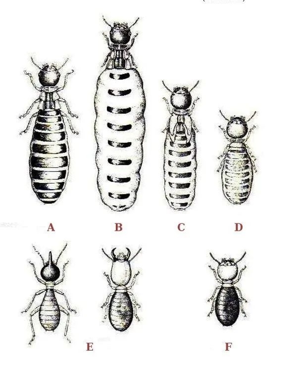 为什么白蚁有蚁王/蚁后 蚂蚁只有蚁后?