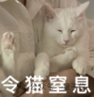 猫主子的运动方程 首次被物理学家破解！