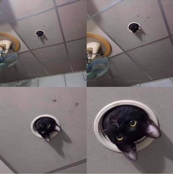 猫师傅、你是干什么工作的?