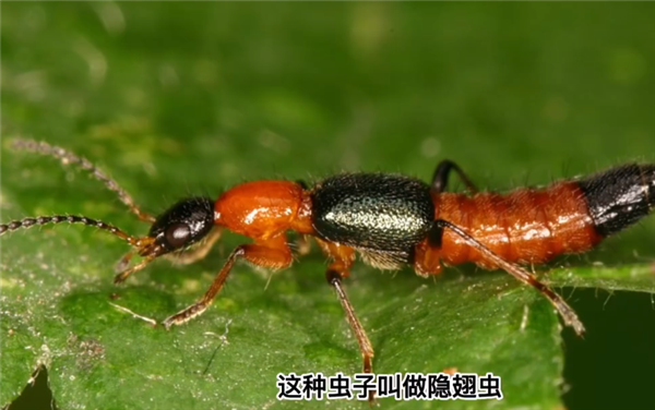 隐翅虫的毒液堪比硫酸!专家提醒:见到千万别拍
