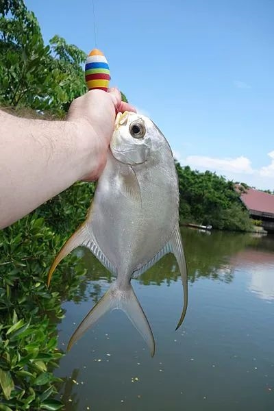 这道著名海鲜你可能吃过：但绝对没见过它的死前真面目！