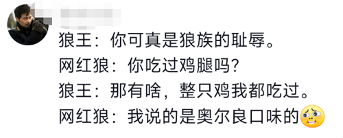 可可西里网红野狼被投喂成了胖狗！但我劝你别再喂了