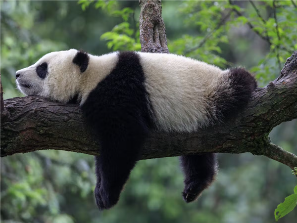 旅美大熊猫“乐乐”死因报告发布:心脏病变可能是主因