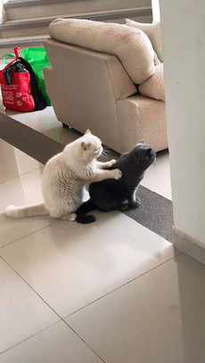 猫师傅、你是干什么工作的?