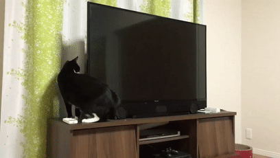猫师傅、你是干什么工作的?