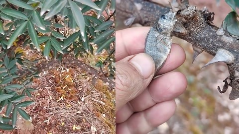 花椒树上挂鱼干 一个星期了还在！这让人很心慌