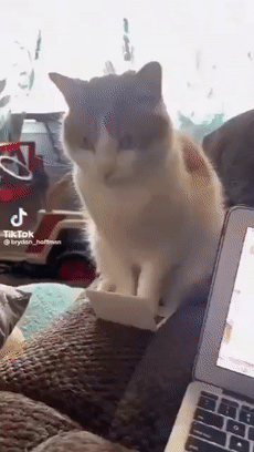 猫师傅、你是干什么工作的?