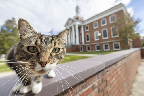 快别睡了！美国小猫念了4年大学后：获得了博士学位