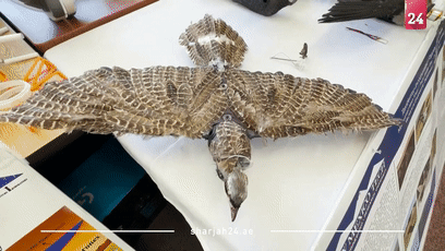 把死鸟尸体改造成无人机:这是用亡灵科技制作生物间谍?