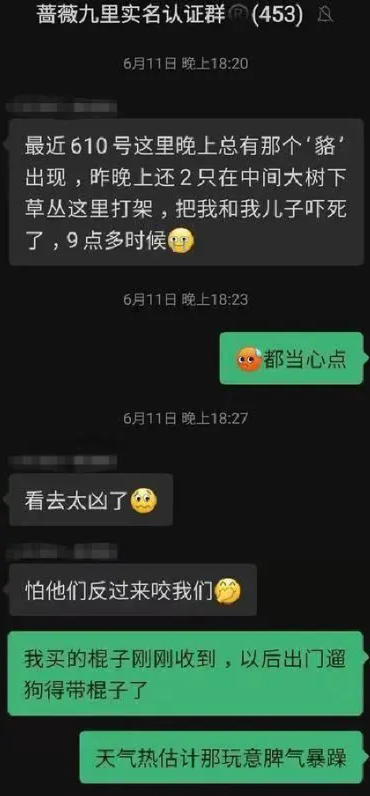 5000只貉惊现上海小区 咬伤宠物还攻击人？