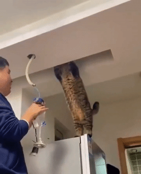 猫师傅、你是干什么工作的?