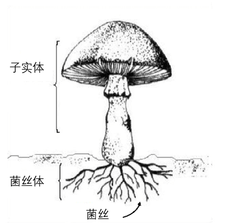 除了涮火锅 蘑菇还能用来干点啥？营养比猪肉还高