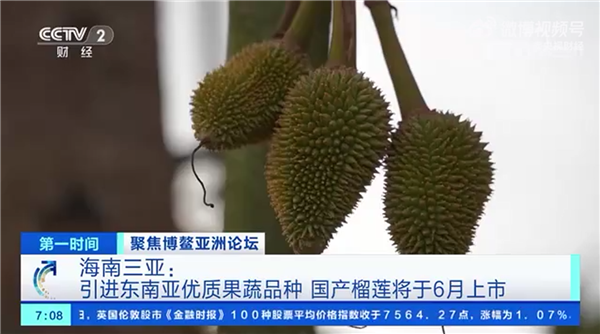 榴莲批发价1斤低至20元:海南国产榴莲也快上市了