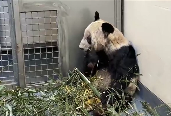 旅美大熊猫“乐乐”死因报告发布:心脏病变可能是主因
