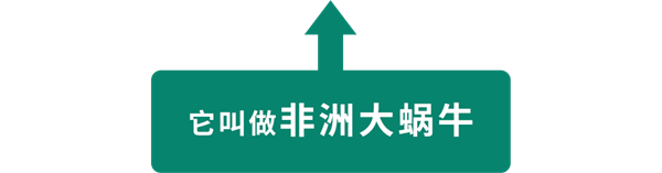 下雨后在路边看到这种动物千万别碰：立刻弄死它！