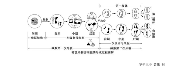 刺鳐独居8年居然怀孕！不奇怪 人类也干过孤雌生殖