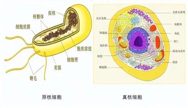 地球最早诞生的生命：光合作用都不存在 它们吃什么呢？