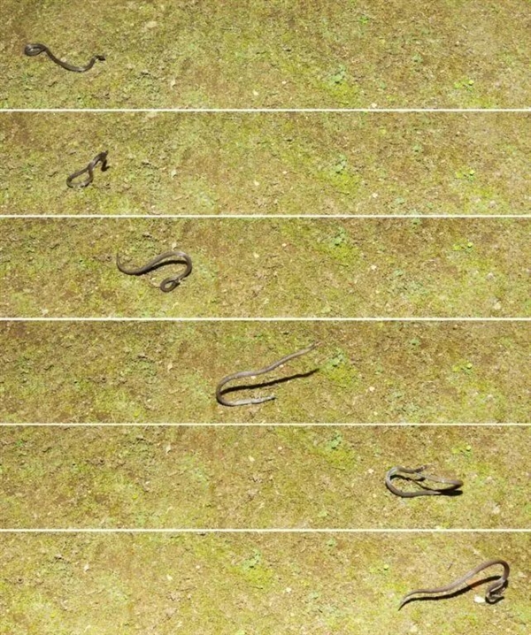 菜花蛇、眼镜王蛇、王蛇:谁才真正的毒蛇之王?