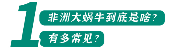 下雨后在路边看到这种动物千万别碰：立刻弄死它！