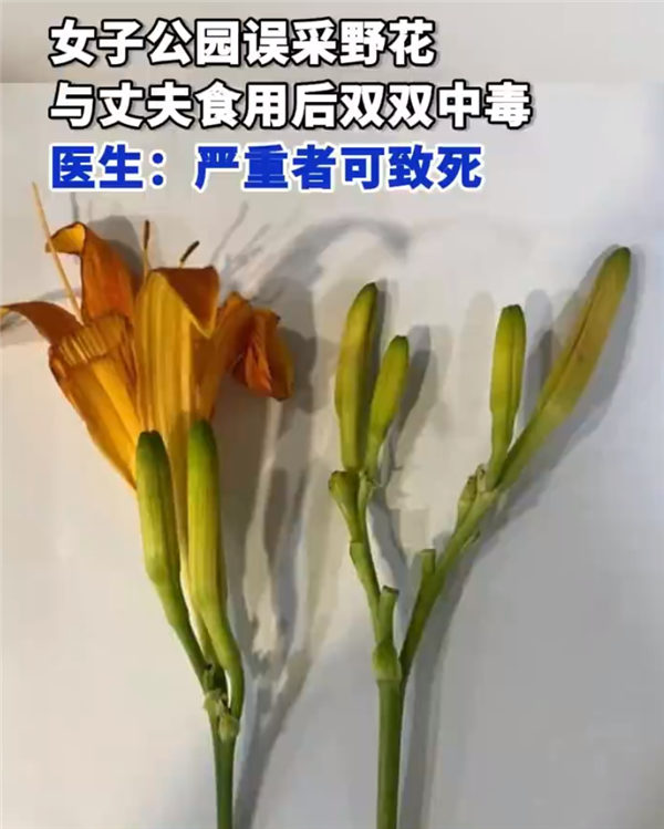 越新鲜越危险！这种能调血脂降血压、抗氧化的菜：吃错了会中毒