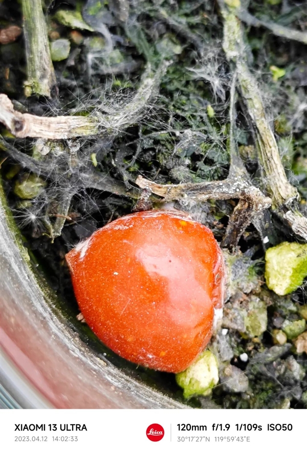 小米13 Ultra让我分不清了:这是相机?还是手机?
