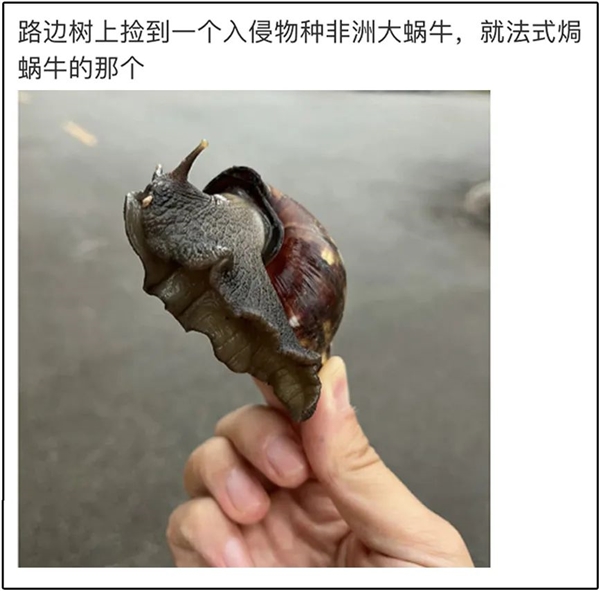 下雨后在路边看到这种动物千万别碰：立刻弄死它！