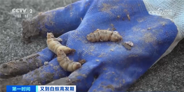 为什么白蚁有蚁王/蚁后 蚂蚁只有蚁后?