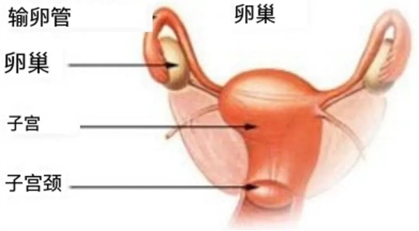 20天老了三十多岁 卵巢早衰真的会导致“断崖式衰老”吗