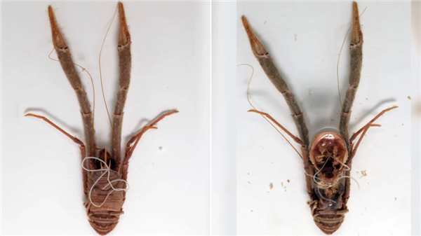 铁线虫窃取螳螂1400个基因操控它：发布指令 主动投河