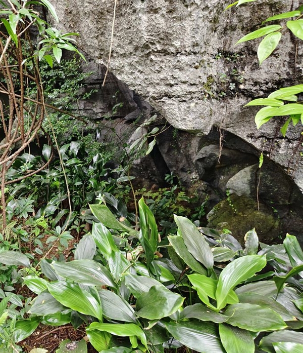 消失70多年 一度被认为灭绝:广西发现珍稀植物巨型蜘蛛抱蛋