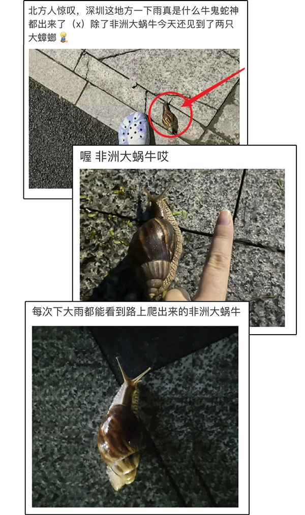 下雨后在路边看到这种动物千万别碰：立刻弄死它！