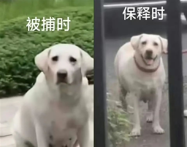 狗不栓绳：为什么受伤的总是孩子？