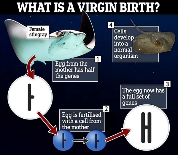 刺鳐独居8年居然怀孕！不奇怪 人类也干过孤雌生殖