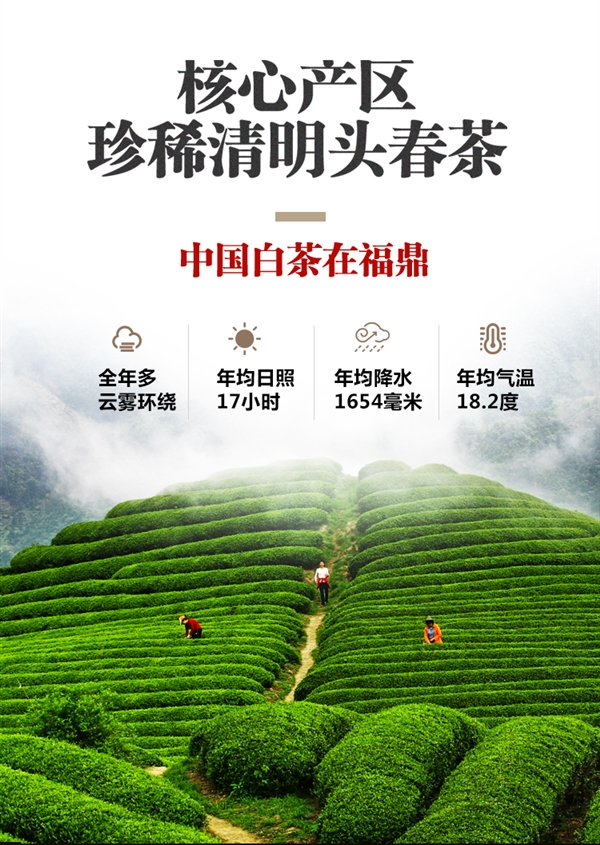 3年陈花香白牡丹：董德福鼎白茶200g装128元大促（200元券）