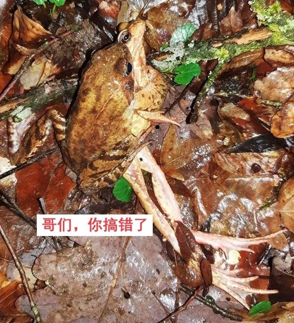 雌性怎么没有进化出反强暴机制：这种欧洲青蛙会装死躲避追求者