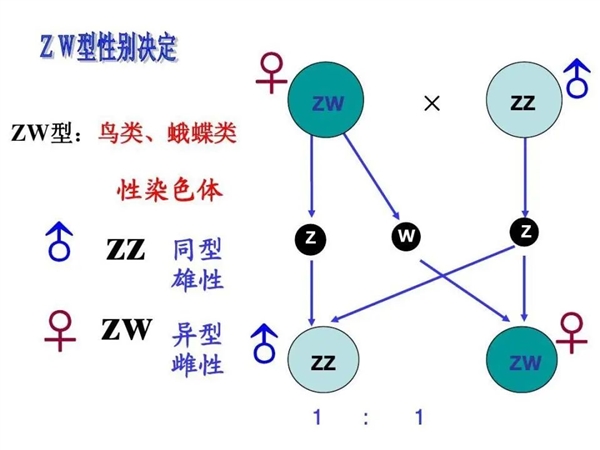 神奇！有些雌性动物 不用交配也能生