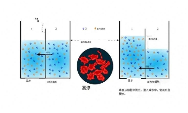 山东莱山海域现大量死鱼！跟日本核污水排海有关？真相揭露