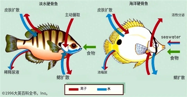 山东莱山海域现大量死鱼！跟日本核污水排海有关？真相揭露